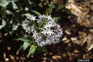 eastern bluestar, Amsonia tabernaemontana  (Gentianales: Apocynaceae) - 1581189