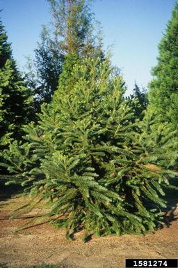parana pine, Araucaria angustifolia  (Pinales: Araucariaceae) - 1581274