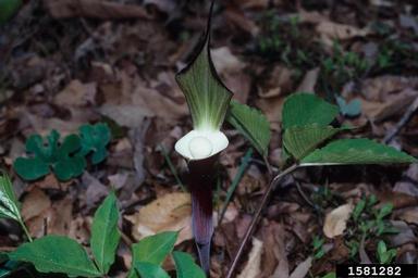 Jack in the pulpit, Arisaema spp.  (Arales: Araceae) - 1581282