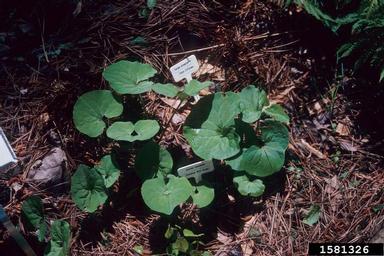 Canadian wildginger, Asarum canadense  (Aristolochiales: Aristolochiaceae) - 1581326