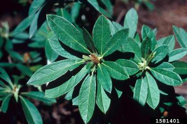 rhododendrons and azaleas, Rhododendron spp.  (Ericales: Ericaceae) - 1581401
