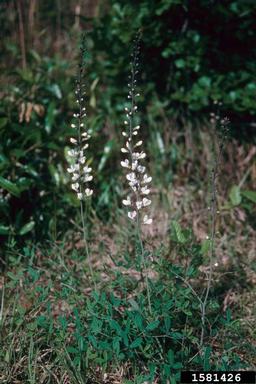 white wild indigo, Baptisia alba  (Fabales: Fabaceae (Leguminosae)) - 1581426