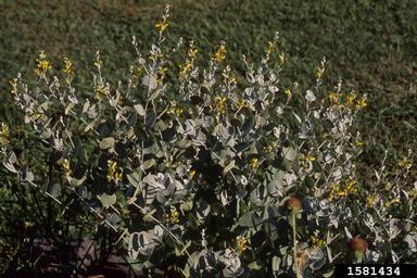 cobwebby wild indigo, Baptisia arachnifera  (Fabales: Fabaceae (Leguminosae)) - 1581434