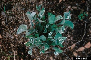 cobwebby wild indigo, Baptisia arachnifera  (Fabales: Fabaceae (Leguminosae)) - 1581442