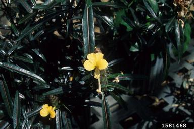 hophead Philippine violet, Barleria lupulina  (Scrophulariales: Acanthaceae) - 1581468