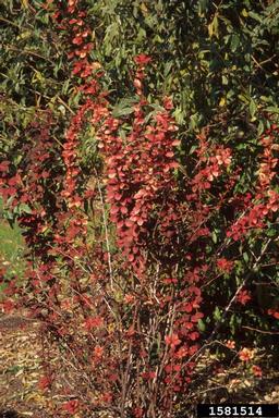 Japanese barberry, Berberis thunbergii  (Ranunculales: Berberidaceae) - 1581514