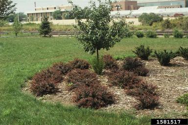 Japanese barberry, Berberis thunbergii  (Ranunculales: Berberidaceae) - 1581517