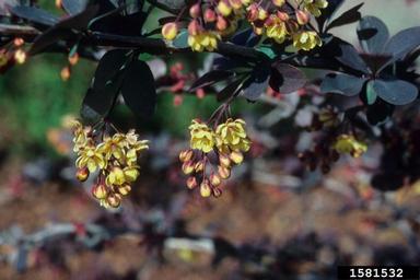 Japanese barberry, Berberis thunbergii  (Ranunculales: Berberidaceae) - 1581532