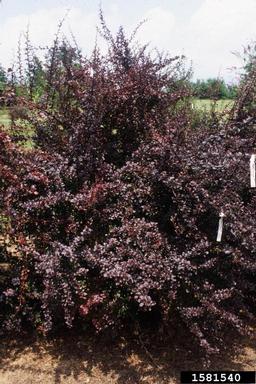 Japanese barberry, Berberis thunbergii  (Ranunculales: Berberidaceae) - 1581540