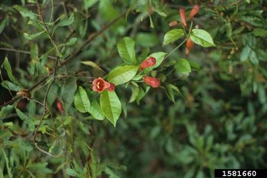 crossvine, Bignonia capreolata  (Scrophulariales: Bignoniaceae) - 1581660