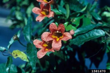 crossvine, Bignonia capreolata  (Scrophulariales: Bignoniaceae) - 1581670
