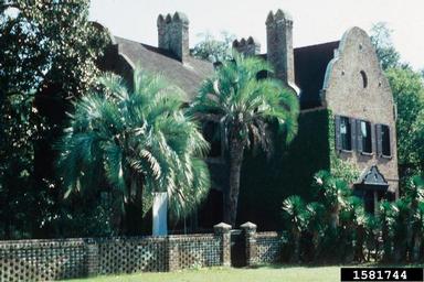 jelly palm, Butia capitata  (Arecales: Arecaceae) - 1581744