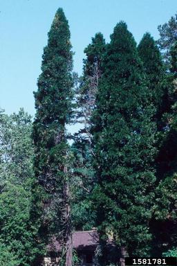 incense-cedar, Calocedrus decurrens  (Pinales: Cupressaceae) - 1581781