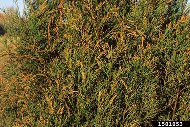 cold injury (low temperature) (  ) on cypress pine (Callitris rhomboidea ) - 1581853