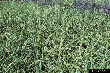 hanging sedge, Carex pendula  (Cyperales: Cyperaceae) - 1582055