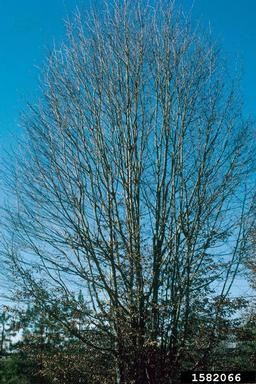 hornbeam, Carpinus spp.  (Fagales: Betulaceae) - 1582066