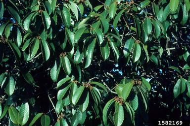 chinquapin, Castanopsis sclerophylla  (Fagales: Fagaceae) - 1582169