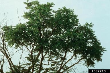 red toon, Toona sinensis  (Sapindales: Meliaceae) - 1582213