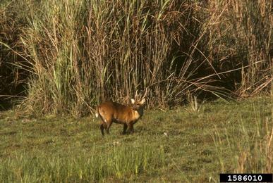 hog deer, Axis porcinus  (Artiodactyla: Cervidae) - 1586010