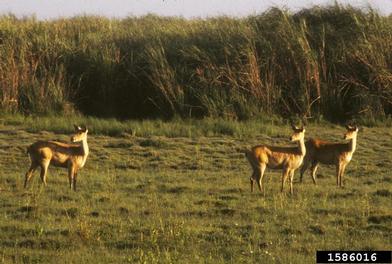 barasingha, Cervus duvaucelii  (Artiodactyla: Cervidae) - 1586016