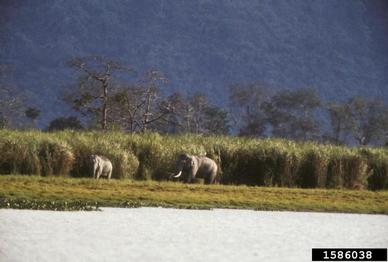 Asian elephant, Elephas maximus  (Proboscidea: Elephantidae) - 1586038