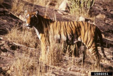 Bengal tiger, Panthera tigris tigris (Carnivora: Felidae) - 1586051