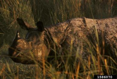 Indian rhinoceros, Rhinoceros unicornis  (Perissodactyla: Rhinocerotidae) - 1586070