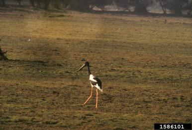 black-necked stork, Ephippiorhynchus asiaticus  (Ciconiiformes: Ciconiidae) - 1586101