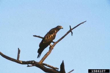 oriental honey-buzzard, Pernis ptilorhynchus  (Ciconiiformes: Accipitridae) - 1586107