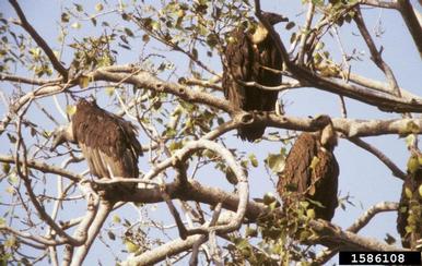 white-rumped vulture, Gyps bengalensis  (Ciconiiformes: Accipitridae) - 1586108