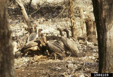 white-rumped vulture, Gyps bengalensis  (Ciconiiformes: Accipitridae) - 1586109