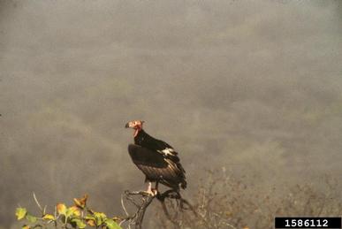 red-headed vulture, Sarcogyps calvus  (Ciconiiformes: Accipitridae) - 1586112