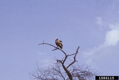 Egyptian vulture, Neophron percnopterus  (Ciconiiformes: Accipitridae) - 1586115