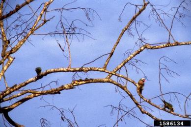 red-breatsed parakeet, Psittacula alexandri  (Psittaciformes: Psittacidae) - 1586134