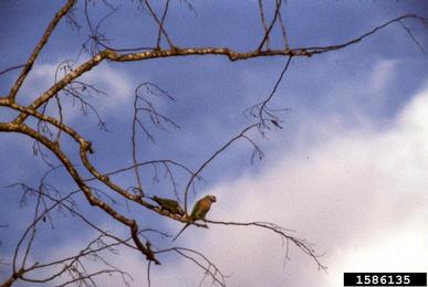 red-breatsed parakeet, Psittacula alexandri  (Psittaciformes: Psittacidae) - 1586135