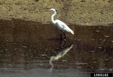 little egret, Egretta garzetta  (Ciconiiformes: Ardeidae) - 1586162