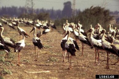 white stork, Ciconia ciconia  (Ciconiiformes: Ciconiidae) - 1586168