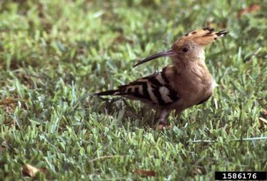 Eurasian hoopoe, Upupa epops  (Upupiformes: Upupidae) - 1586176