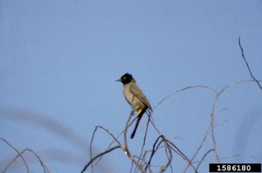 white-spectacled bulbul, Pycnonotus xanthopygos  (Passeriformes: bulbuls) - 1586180