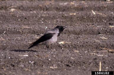 hooded crow, Corvus cornix  (Passeriformes: Corvidae) - 1586182