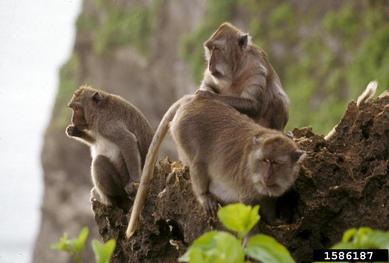 long-tailed macaque, Macaca fascicularis  (Primates: Cercopithecidae) - 1586187