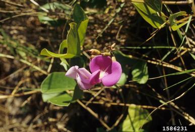 baybean, Canavalia rosea  (Fabales: Fabaceae (Leguminosae)) - 1586231