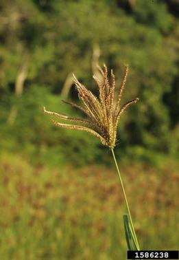 swollen fingergrass, Chloris barbata  (Cyperales: Poaceae) - 1586238