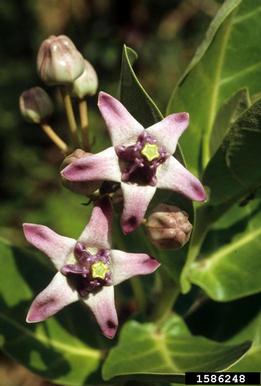 hoya, Hoya spp.  (Gentianales: Asclepiadaceae) - 1586248