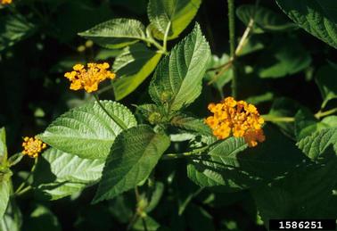 largeleaf lantana, Lantana camara  (Lamiales: Verbenaceae) - 1586251