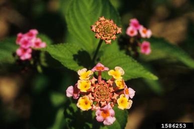 largeleaf lantana, Lantana camara  (Lamiales: Verbenaceae) - 1586253