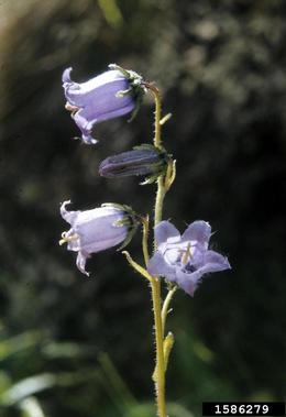 alpine bellflower, Campanula alpina  (Campanulales: Campanulaceae) - 1586279