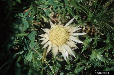 carline thistle, Carlina acaulis  (Asterales: Asteraceae) - 1586281