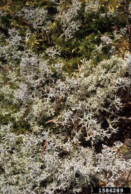 greygreen reindeer lichen, Cladonia rangiferina  (Lecanorales: Cladoniaceae) - 1586289