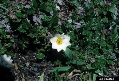 mountain dryas, Dryas octopetala  (Rosales: Rosaceae) - 1586303